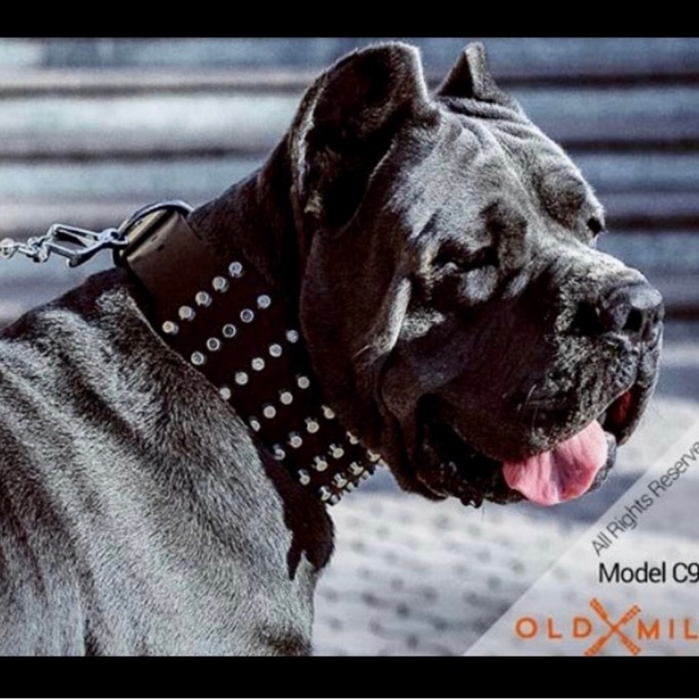 Dog Black Leather Spiked Pet Collar
